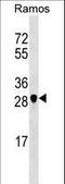 Nitric Oxide Synthase Interacting Protein antibody, LS-C158408, Lifespan Biosciences, Western Blot image 