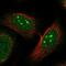 NEDD4 Binding Protein 1 antibody, NBP1-86238, Novus Biologicals, Immunofluorescence image 