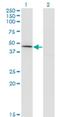 Carboxypeptidase A1 antibody, H00001357-M01, Novus Biologicals, Western Blot image 