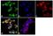Ephrin A4 antibody, 34-3700, Invitrogen Antibodies, Immunofluorescence image 
