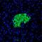 GFP antibody, NB100-1678, Novus Biologicals, Immunofluorescence image 