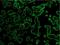 Keratin 1 antibody, NB120-6401, Novus Biologicals, Immunohistochemistry frozen image 