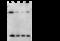 ADP Ribosylation Factor 3 antibody, 14967-T44, Sino Biological, Western Blot image 