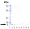 Polyubiquitin-B antibody, ADI-SPA-203-D, Enzo Life Sciences, Western Blot image 
