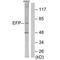 Tripartite Motif Containing 25 antibody, A03232, Boster Biological Technology, Western Blot image 