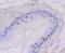 Damage Specific DNA Binding Protein 1 antibody, NBP2-75465, Novus Biologicals, Immunohistochemistry paraffin image 