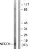 NEDD8 Ubiquitin Like Modifier antibody, LS-B6641, Lifespan Biosciences, Western Blot image 