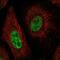 Contactin Associated Protein 1 antibody, PA5-52853, Invitrogen Antibodies, Immunofluorescence image 