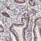 Dicer 1, Ribonuclease III antibody, NBP1-85213, Novus Biologicals, Immunohistochemistry frozen image 