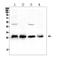 Calbindin 1 antibody, A03047, Boster Biological Technology, Western Blot image 