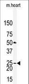 Claudin 2 antibody, LS-B4819, Lifespan Biosciences, Western Blot image 