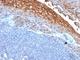 Melanoma Cell Adhesion Molecule antibody, V2699-100UG, NSJ Bioreagents, Flow Cytometry image 