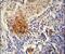 TYRO Protein Tyrosine Kinase Binding Protein antibody, PA5-26861, Invitrogen Antibodies, Immunohistochemistry frozen image 