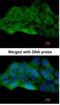 Mitogen-Activated Protein Kinase Kinase Kinase 20 antibody, NBP1-33137, Novus Biologicals, Immunofluorescence image 