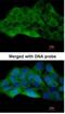 M3K20 antibody, NBP1-33137, Novus Biologicals, Immunofluorescence image 
