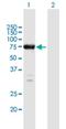 Engulfment And Cell Motility 1 antibody, H00009844-B01P, Novus Biologicals, Western Blot image 
