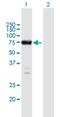 Engulfment and cell motility protein 1 antibody, H00009844-B01P, Novus Biologicals, Western Blot image 