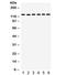 Protein Tyrosine Kinase 2 antibody, R32191, NSJ Bioreagents, Western Blot image 