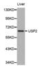 Ubiquitin Specific Peptidase 2 antibody, abx001237, Abbexa, Western Blot image 