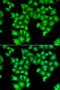 Integrator Complex Subunit 11 antibody, LS-C334797, Lifespan Biosciences, Immunofluorescence image 