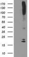 DAN domain family member 5 antibody, CF503555, Origene, Western Blot image 