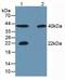 Carbonic Anhydrase 3 antibody, LS-C663734, Lifespan Biosciences, Western Blot image 