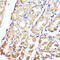 Gastrokine 1 antibody, 14-797, ProSci, Immunohistochemistry frozen image 