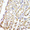 Gastrokine-1 antibody, 14-797, ProSci, Immunohistochemistry frozen image 