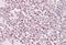 IKAROS Family Zinc Finger 1 antibody, NBP1-51990, Novus Biologicals, Immunohistochemistry frozen image 
