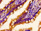 Scavenger Receptor Class A Member 5 antibody, LS-C675185, Lifespan Biosciences, Immunohistochemistry paraffin image 
