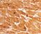 Caspase-12 antibody, PA5-20033, Invitrogen Antibodies, Immunohistochemistry paraffin image 