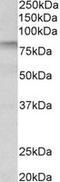 Transglutaminase-3 antibody, MBS422739, MyBioSource, Western Blot image 