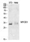 Myogenic Differentiation 1 antibody, A00964, Boster Biological Technology, Western Blot image 