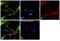 Nicotinamide Phosphoribosyltransferase antibody, PA5-23198, Invitrogen Antibodies, Immunofluorescence image 