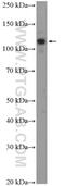 Eukaryotic translation initiation factor 3 subunit B antibody, 10319-1-AP, Proteintech Group, Western Blot image 