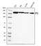 Kinectin 1 antibody, A05071-1, Boster Biological Technology, Western Blot image 