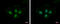 Phosphoribosyl Pyrophosphate Synthetase 1 Like 1 antibody, GTX112011, GeneTex, Immunofluorescence image 