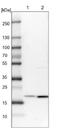 Eukaryotic Translation Elongation Factor 1 Epsilon 1 antibody, NBP1-89186, Novus Biologicals, Western Blot image 