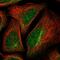 Threonyl-TRNA Synthetase 2, Mitochondrial antibody, NBP1-82294, Novus Biologicals, Immunofluorescence image 