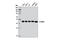 Beta-Actin antibody, 8457L, Cell Signaling Technology, Western Blot image 