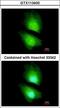 Cystathionine-Beta-Synthase antibody, LS-C186298, Lifespan Biosciences, Immunocytochemistry image 