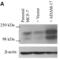 ADAM Metallopeptidase Domain 17 antibody, 1131, QED Bioscience, Dot Blot image 