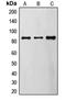 FYN Binding Protein 1 antibody, LS-B16053, Lifespan Biosciences, Western Blot image 