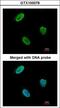 RAD9 Checkpoint Clamp Component A antibody, LS-C185335, Lifespan Biosciences, Immunocytochemistry image 