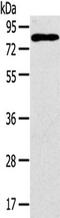 Adhesion G Protein-Coupled Receptor E5 antibody, CSB-PA558771, Cusabio, Western Blot image 