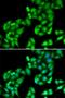 Glutaminyl-TRNA Synthetase antibody, orb247709, Biorbyt, Immunocytochemistry image 