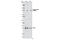 RAD18 E3 Ubiquitin Protein Ligase antibody, 8393S, Cell Signaling Technology, Western Blot image 