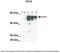 Serine/Threonine Kinase 3 antibody, 30-436, ProSci, Western Blot image 