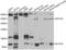 Notch Receptor 3 antibody, abx002237, Abbexa, Western Blot image 