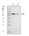 CD28 antibody, A00065-3, Boster Biological Technology, Western Blot image 